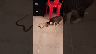 Adorable snake vs Cat - Snake attack cat #snake #cat #short