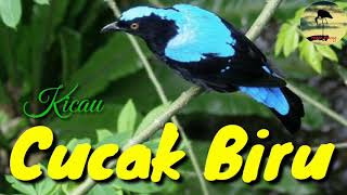 Kicau Cucak Biru gacor di Alam bebas