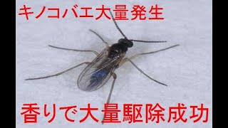 キノコバエ 香りで大量駆除できたよ 驚き Youtube キノコバエ 香りで大量駆除できたよ 驚き Youtube
