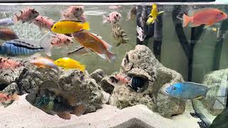 Nimbochromis Livingstoni Malawi (Hap) Cichlid Aggressive Behaviour by Cichlid Love 369 views 2 weeks ago 2 minutes, 7 seconds