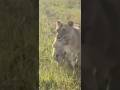 Nala F2 Moves Her Cub Possibly Lorkulup S Last Offspring Lion Wildlife Masaimara Lioness Nala F2 Moves Her Cub Possibly Lorkulup S Last Offspring Lion Wildlife Masaimara Lioness