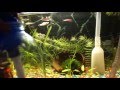 Чистка аквариума сифоном с aliexpress