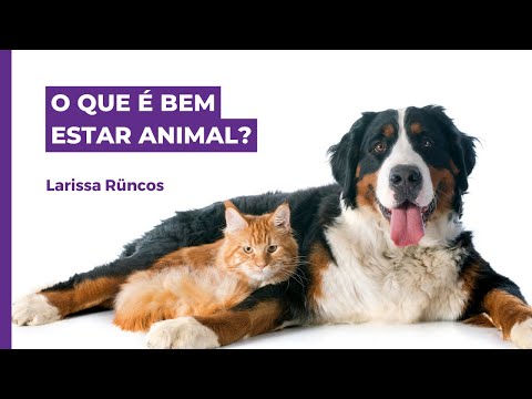 O QUE É BEM ESTAR ANIMAL?