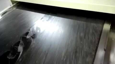 Twin Screw Extruder & Cooling Crusher Running Video