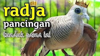 perkutut lokal gacor raja pancingan