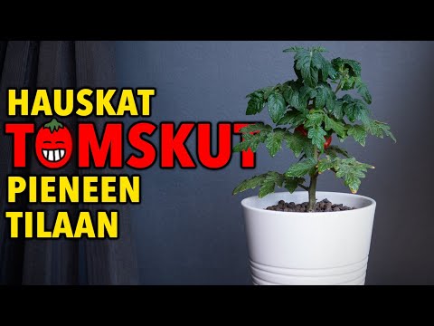 Video: Kuinka kasvattaa tomaatteja asunnon ikkunalaudalla?