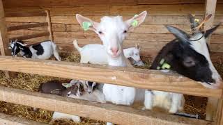 الريف الهولندي  (مزرعة الماعز)          kinderboerderij 't Geertje