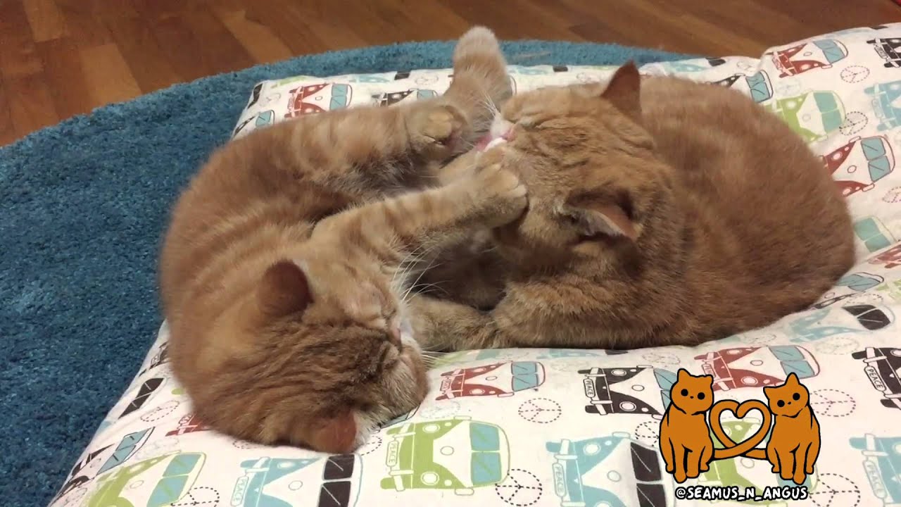 video phone beyonce mp3 Seamus and Angus : But I don't want a bath!