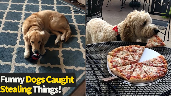 Top 15 Moments Of Cheeky Dogs Stealing Things | Funny Dog Videos