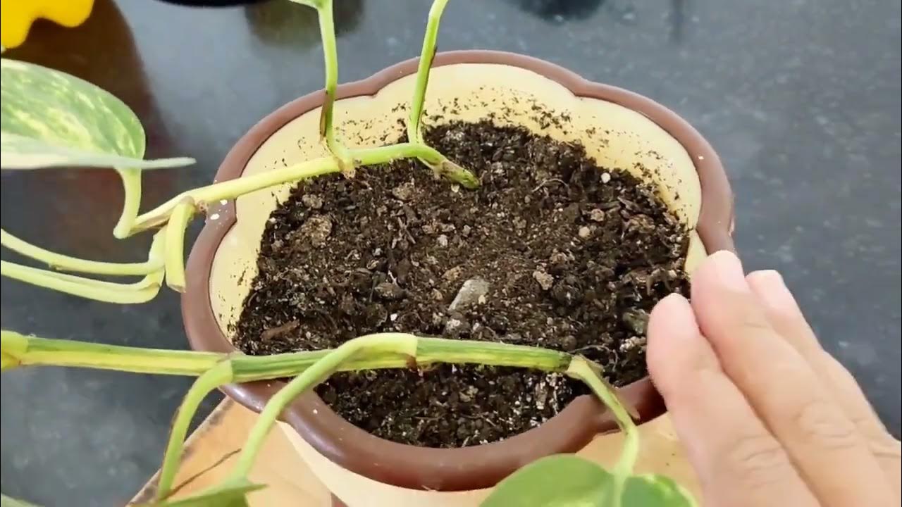 Басқа адамдардың әйелдері секс және порно