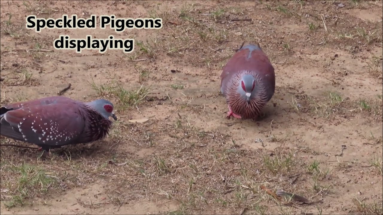 Speckled Pigeons calling and displaying
