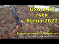 Охота на гуся на южном берегу Белого моря. Весна 2022. Съемка с квадрокоптера.