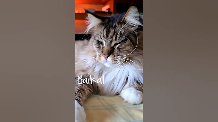 Video 10629401: coon mainecoon cat gato, mains coon cat mainecoon, beautiful mainecoon cat