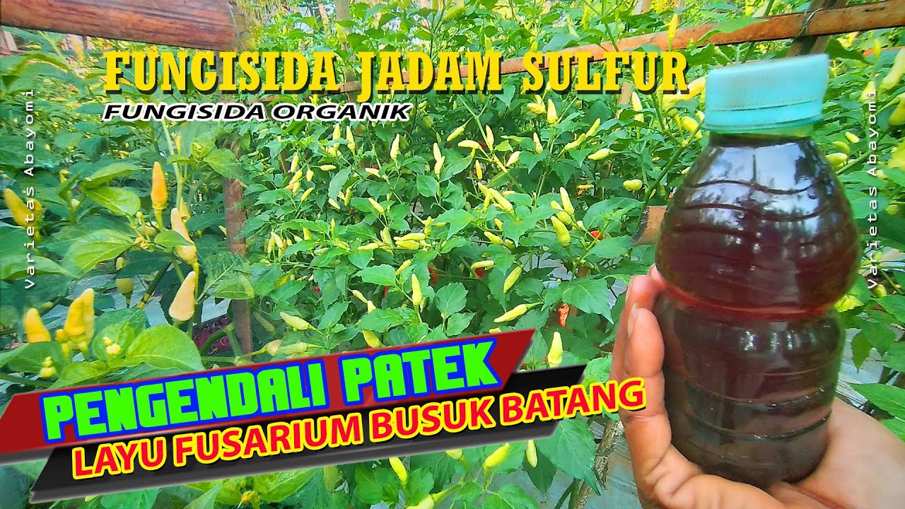 Cabe Aman Dari Patek Layu Fusarium II Sepray  Fungisida jadam Sulfur
