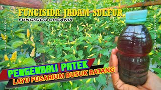 Chili Peppers Are Safe From Fusarium Wilt II Spray Fungicide Jadam Sulfur