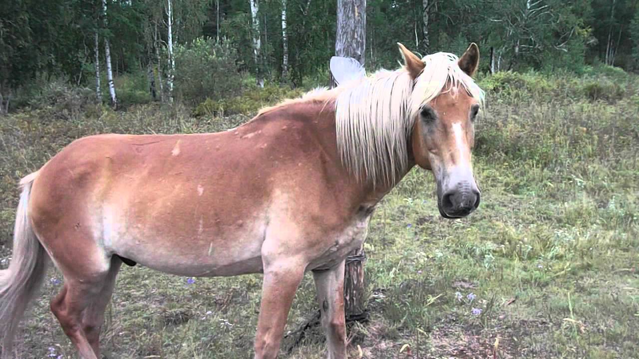 Продажа лошадей забайкальский. Забайкальская порода лошадей. Забайкальская лошадка. Фырканье лошади. Забайкальская кудрявая лошадь.