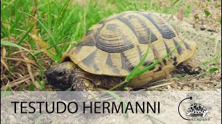 La tortue Hermann (Testudo hermanni)