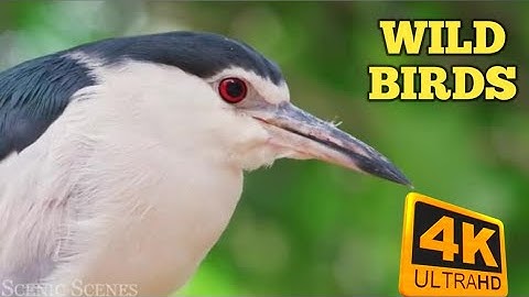 Tropical Birds with Names and Sounds in 4K - Scenic Relaxation Film