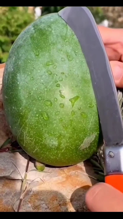 Mustafa Mustafa - Mishary Bin Rashid Alafasy With Lyrics