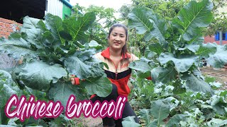Chinese broccoli from vegetable garden is so good for cooking / Chinese broccoli recipe