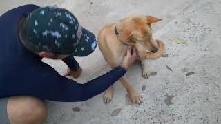 Ordinary day rescuing dogs by Sabai Dog 1,013 views 3 years ago 18 minutes