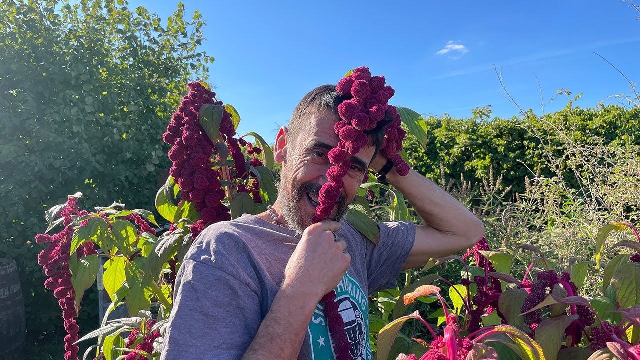 Le potager perpétuel épisode 4 : les amarantes