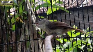 Flamboyan Gacor Mbeset