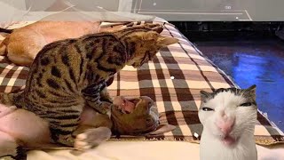 Best Funniest Cats 😹 - Don't try to hold back Laughter 😂 Funny Cats Ever 2024 #1 by Smit Funny Ever 369 views 3 weeks ago 13 minutes, 12 seconds