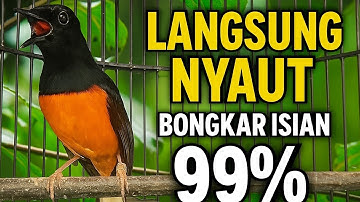Suara Murai Batu Ngotot Cari Lawan, Sangat Ampuh Memancing Emosi Murai Naik jadi Ngeplong