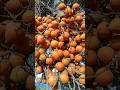 Lagi dijalan salfok sama buah ini, mirip buah pinang tapi bukan🤔 #beranda #fruit #fypシ #viral