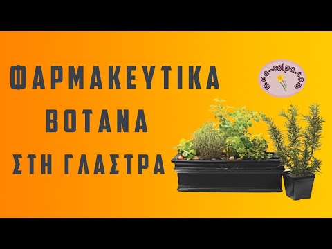 Θεραπευτικά βότανα στη γλάστρα σου - Μέρος Α&rsquo;