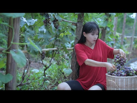 A pot of wine among watermelon fields.So…The life of watermelons and grapes?瓜间一壶酒，西瓜和葡萄的一生？丨Liziqi