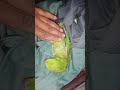 Parrot love funny greenparrot cutebaby partyparrot youtube parrot instagram 
