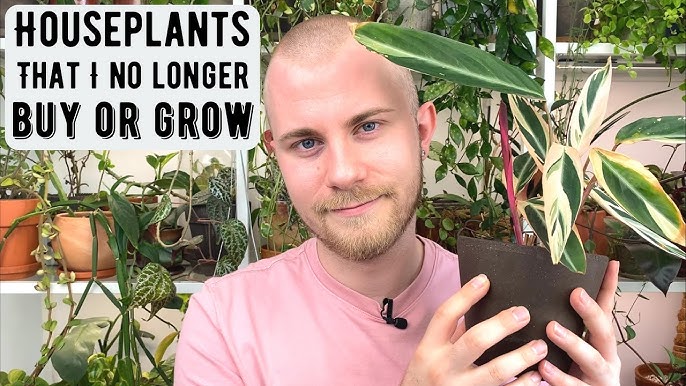 Pon Is the Home Jungle Secret Plant Influencers Don't Want You to Know About