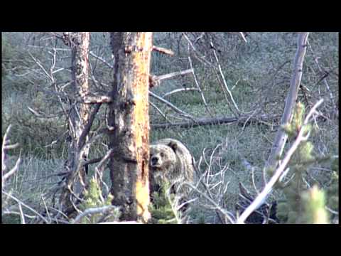 Greater Yellowstone Grizzly