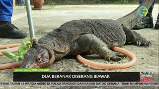 Dua Beranak Diserang Biawak