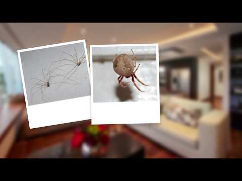 Video - How to Get Rid of Spiders and their Webs