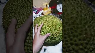 Viral Trending Langka