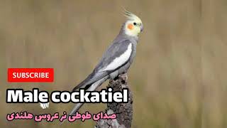 Male cockatiel voice (صدای طوطی نر عروس هلندی)