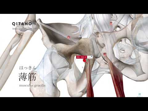 薄筋の解剖学図｜musculus gracilis｜筋肉辞典#87