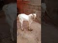 funny bakra akkar bakkar bambe booooooo ☺️hahahah