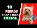 🐶 10 Mejores Razas de Perros para Tener en Casa 🏠🐕‍🦺