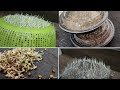 1 रात में दालों को अंकुरित करने का सबसे आसान तरीका | how make pulses sprouts without sproutmaker