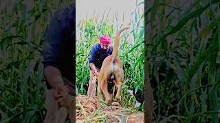 तेरी मेहरबानियां#viralvideo #youtubeshorts #shortvideo #doglover #dog