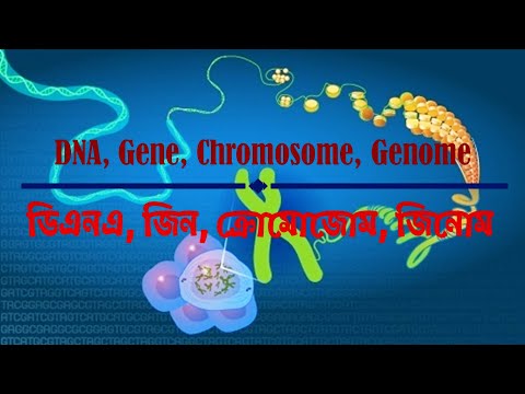 ভিডিও: একটি অটোসোম কি এবং মানুষের জিনোমে কয়টি আছে?