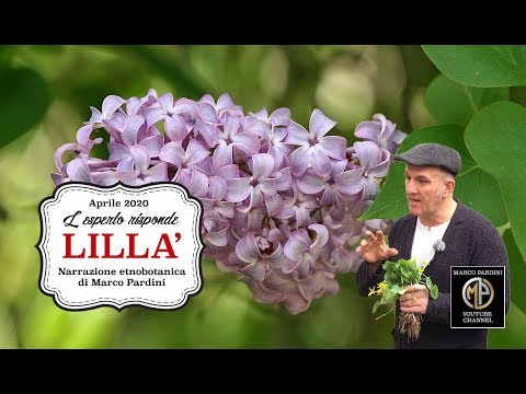 Video: Lilla: Proprietà Utili, Descrizione, Applicazione, Indicazioni