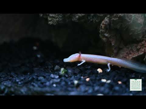 Creature Feature- Texas Blind Salamander