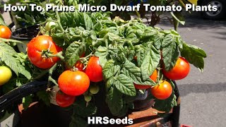 How To Prune Micro Dwarf Tomato Plants For Best Results!