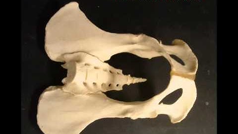 SYMPATRIC SPECIATION: HABITAT ISOLATION