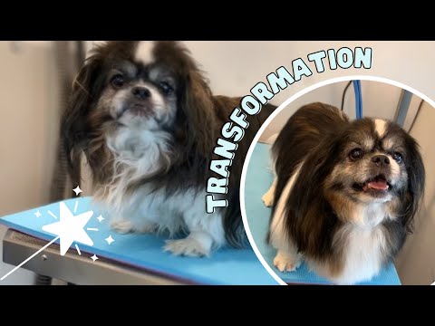 Very Hairy Pekingese Groom | Reducing Dryer Seizures